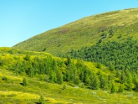 Grimsdalen